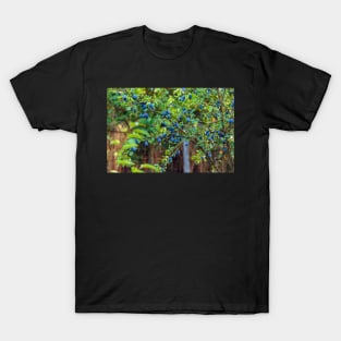 Plum tree in an orchard T-Shirt